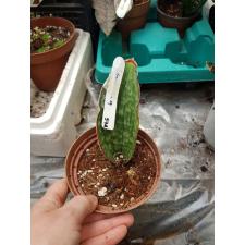Sansevieria Dragon Jade (M) 574