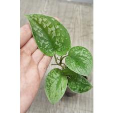 Scindapsus Pictus 'silvery Ann' (S)