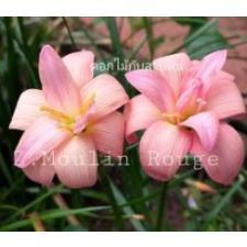 Zephyranthes Moulin Rouge