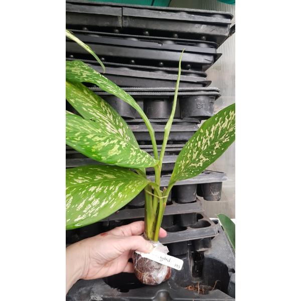 Dieffenbachia White Blizzard (green form)173