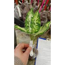 Dieffenbachia Pacific Rim 316