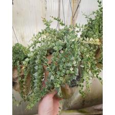 Dischidia ruscifolia 'Million Heart' variegated 