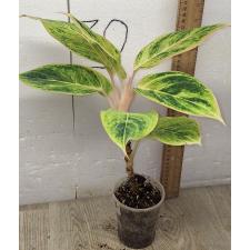 Аглаонема Зеленая. / Aglaonema Green A-83