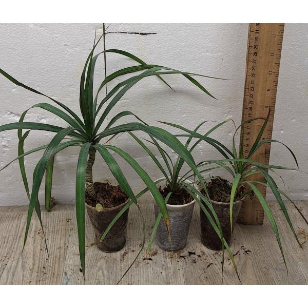 Драцена маргината / Dracaena marginata (S)