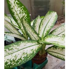 Dieffenbachia delilah 3600p