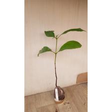 Rothmannia wittii 229 по 2500р