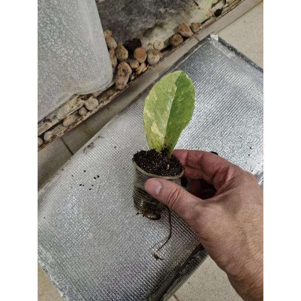 Zamioculcas zamiifolia variegated (big leaf)(yellow var) стаканчик 1 сегмент