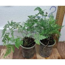 Даваллия фиджийская Плюмоза / davallia fejeensis plumosa