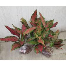 Aglaonema Anya narrow leaves A-66