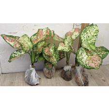  Аглаонема Трехцветный Аньямани / Aglaonema Tri Color Anyamanee A-110