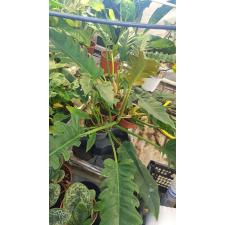 Philodendron 'narrow Escape' уценка 800р