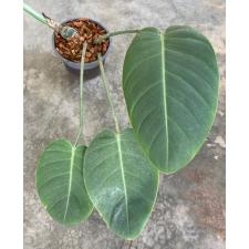 Rhaphidophora megaphylla 'Chiang Rai Blue' 665