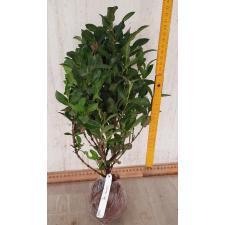 Ixora sp.(T10) maybe Crimson Star 168/1
