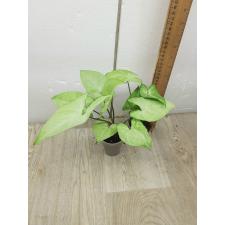 syngonium white butterfly pot 350p