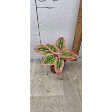 Aglaonema Lotus Delight A-153