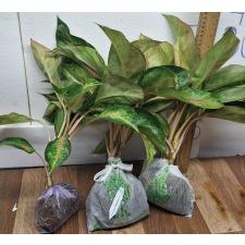 Аглаонема Амор. / Aglaonema Amor A-17