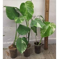 Монстера деликоса варегатность альба / Monstera deliciosa variegata albo (S)