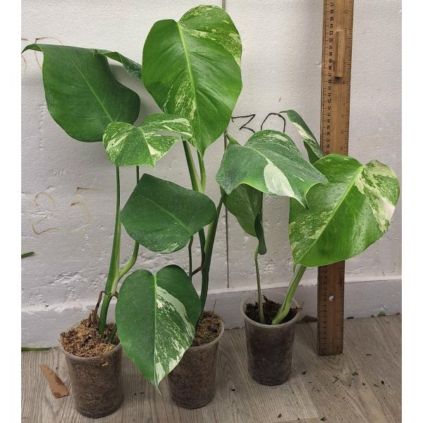 Монстера деликоса варегатность альба / Monstera deliciosa variegata albo (S)