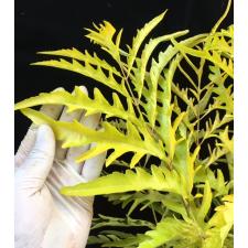 Polyscias Tahiti Gold