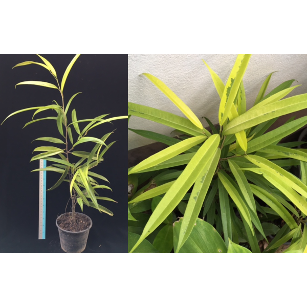 Фикус иррегуларис "Санспрей" / Ficus irregularis 'Sunspray'