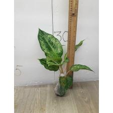 Aglaonema Prakaipet hybrid A-65