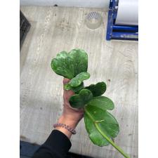 Hoya kerrii 'Spot leaf' (#854) mart