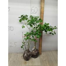 Guaiacum officinale (4 leaflet). 125