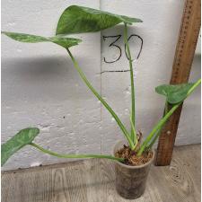 Филодендрон Гигантеум варегатный. / philodendron giganteum variegated