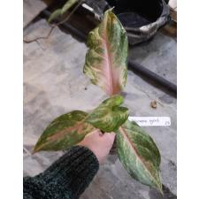 Aglaonema Lion 23 уценка