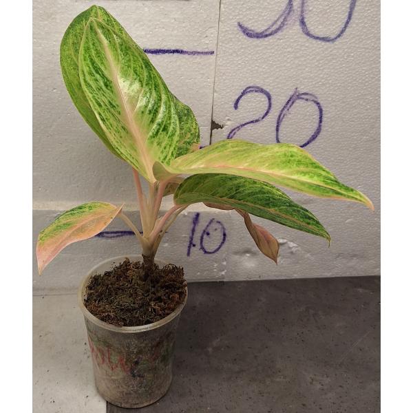 Аглаонема Кисло-сладкий / Aglaonema sour sweet