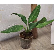 Аглаонема Шотт / Aglaonema Schott