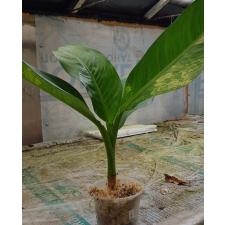 dieffenbachia sp Yellow variegated N2 по 3200p