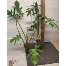 Филодендрон сп. ангустисектум / philodendron sp angustisectum