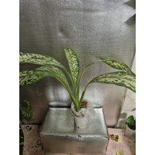 Dieffenbachia White Blizzard пакет 1500р