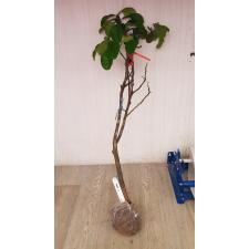 Цитрус максима «Тхонг Ди» (привитый) / Citrus maxima 'Thong Dee' (Grafted)