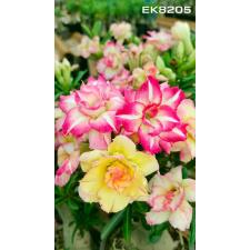 Adenium sp 8205