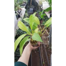 Philodendron malay Gold pot уценка 350p