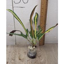 Codiaeum B-4 Khao hwang thong