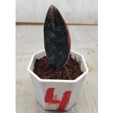 Zamioculcas zamiifolia black variegated (1 leaves) НОМЕР 4