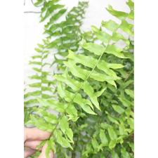 Нефролепис 'Фиштейл' / Nephrolepis 'fishtail' (М)