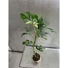 Monstera 'Miniature' (variegated) L -  Д 2200р