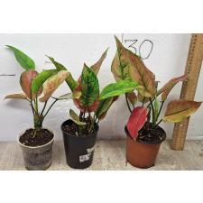 Аглаонема Хенг Хенг - зеленая форма. / Aglaonema Heng Heng Heng (green form).