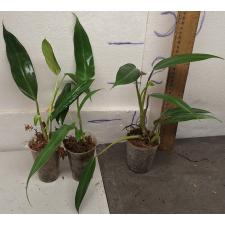 Филодендрон сп.(Т15) = Филодендрон мексикана / Philodendron sp.(T15) = P. mexicana.
