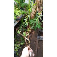Psidium Super Dwarf 153