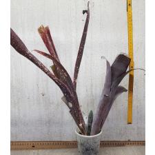 Billbergia 'Dreams' 11A