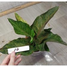Anthurium variegated sp 17