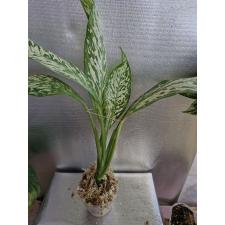 Dieffenbachia White Blizzard pot 2200р