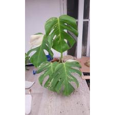 Monstera deliciosa variegata holland 4 lew 2700p