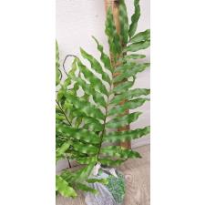 Drynaria sp.(T11) 'Sivavej' Thailand