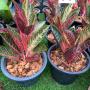 Aglaonema P-1 Banlung